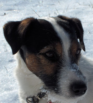 Parson Russell Terrier Deckr�de Bold onrush Dotty About Fox