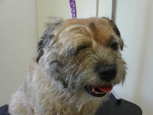 Border Terrier