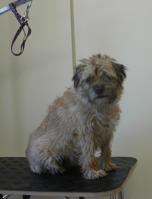 Border Terrier