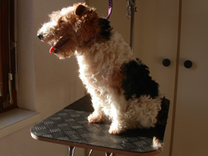 Fox Terrier