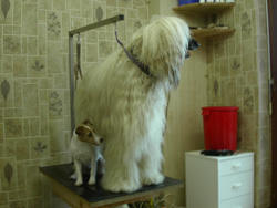 Hundesalon Snoby Pet Mina Staehelin Hermetschwil