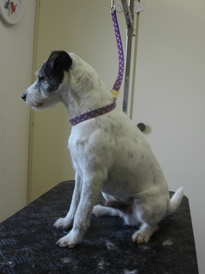 Parson Russell Terrier