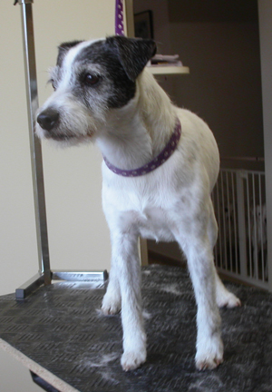 Parson Russell Terrier