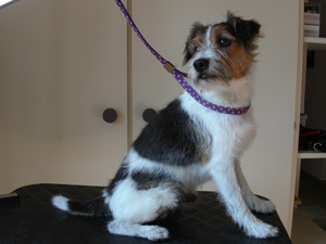 Parson Russell Terrier