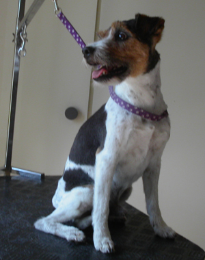 Parson Russell Terrier