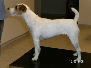 Parson Russell Terrier