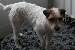 Parson Russell Terrier