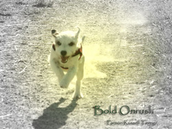 Parson Russell Terrier Bold onrush Dark Magic Eyes (Foto by Daniel Wagner)