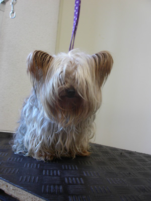 Yorkshire Terrier